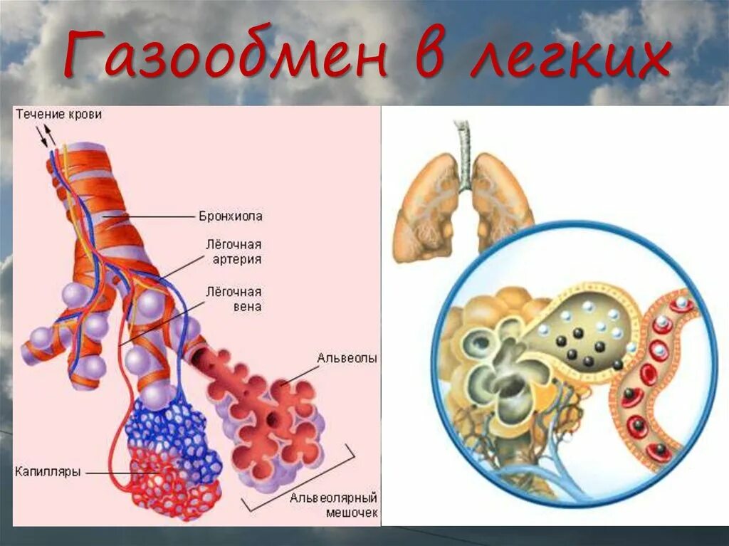 Обмен газов между легочным воздухом и. Газообмен в легких. Легочный газообмен. Схема газообмена в легких. Механизм газообмена в легких.