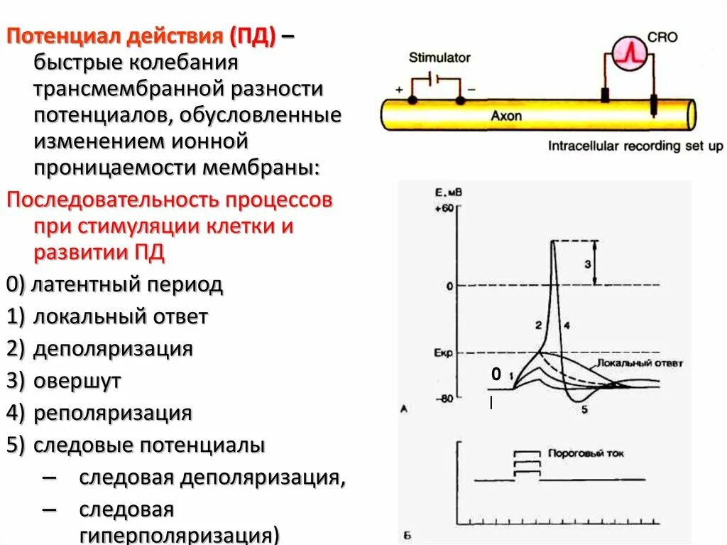 Деполяризация мембраны это в физиологии. Деполяризация мембраны возбудимой клетки. Гиперполяризация мембраны график. Деполяризация реполяризация гиперполяризация.