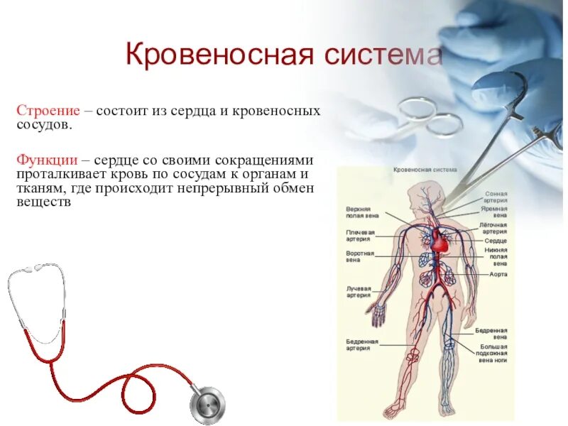 Кровеносная система состоит из сердца и кровеносных сосудов. Схема кровеносной системы человека строение и функции. Строение кровеносной системы человека 8 класс. Кровеносная система функции 8 класс.