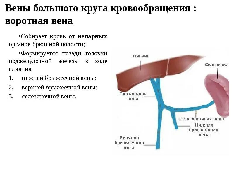 Воротная Вена кишечника. Система воротной вены анатомия. Верхняя селезеночная Вена. Верхняя брыжеечная Вена собирает кровь. Какая вена в печени