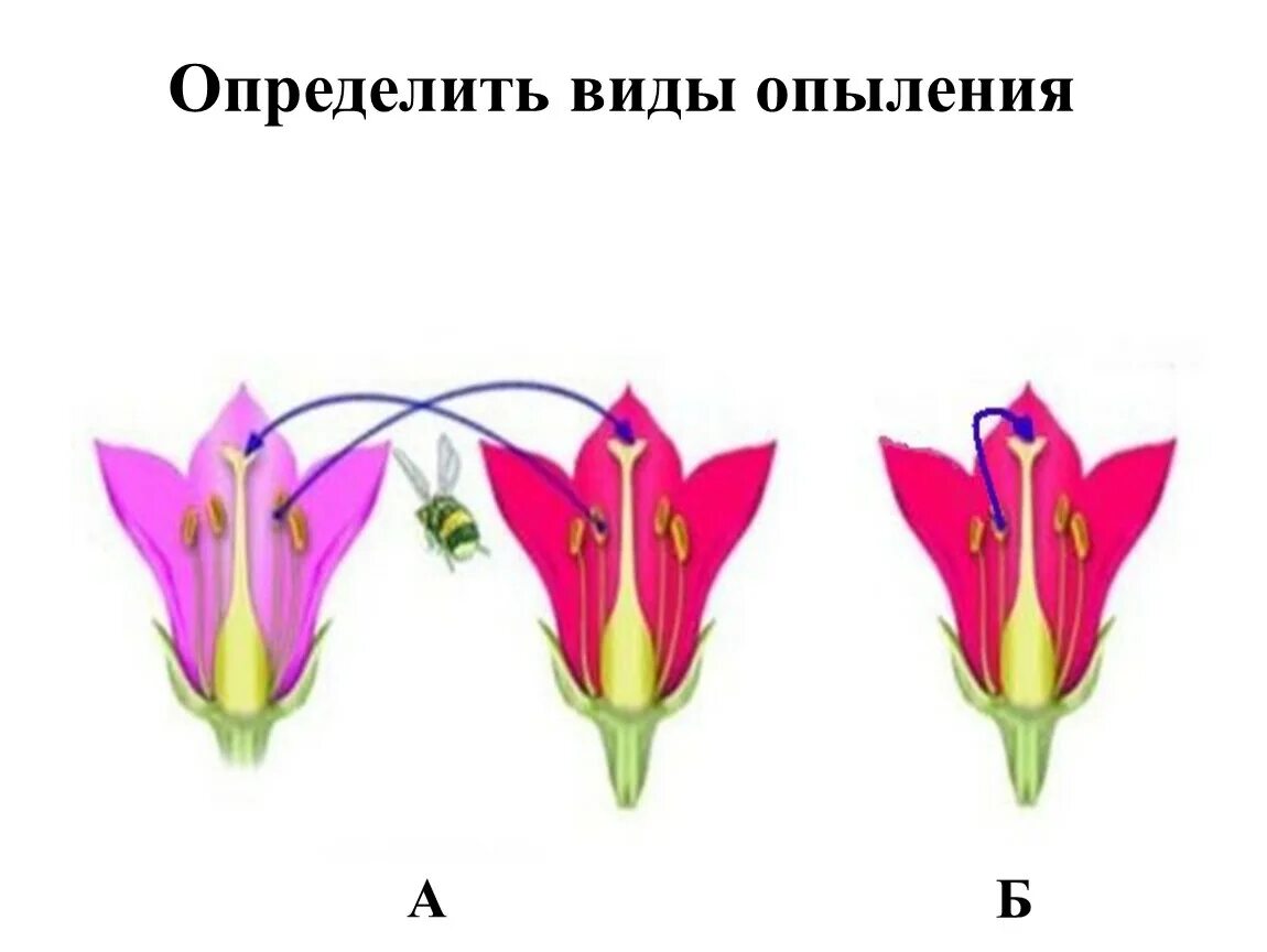 Какие способы опыления. Перекрестное опыление растений. Схема перекрестного опыления. Опыление цветков. Перекрестное опыление крестоцветных.