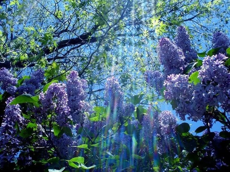 Видеть во сне сирень цветущую. Сирень в лесу. сирень в природе. май природа. весна солнце сирень.