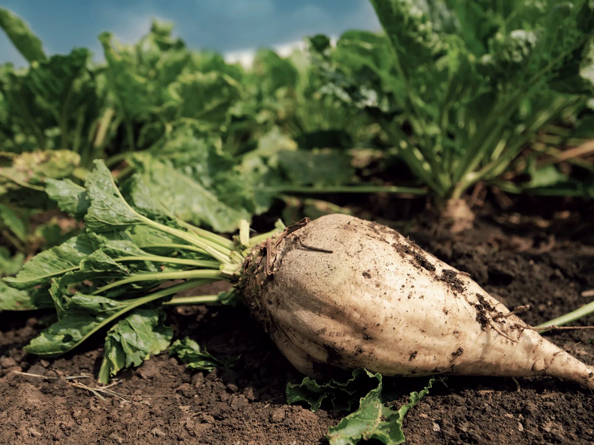 Сахарный буряк. Буряк свекла сахарная. Sugar beet. Сахарный буряк. Ботва сахарной свеклы.