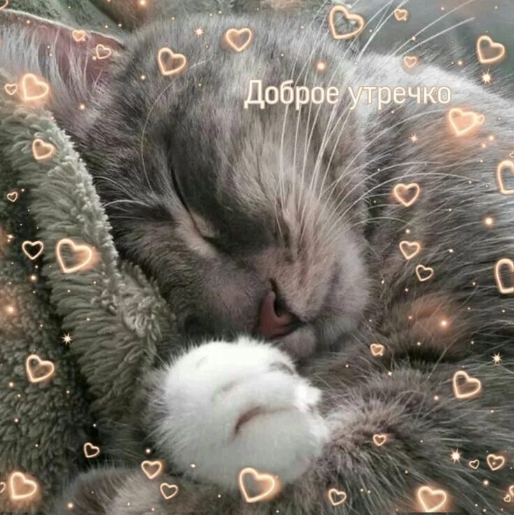Кот желает доброго утра. Милые пикчи с котами доброе утро. пикчи с котиками доброе утро. пикчи доброе утро.