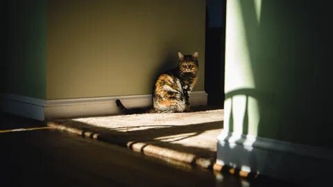 Кот на полу