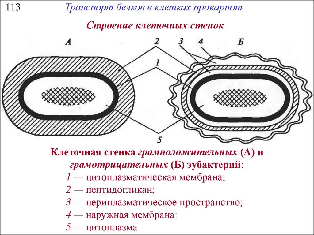 Что входит в состав прокариот. Структура клеточной стенки прокариот. Клеточная стенка грамположительных бактерий. Строение клеточной стенки прокариот. Клеточная стенка грамотрицательных бактерий схема.