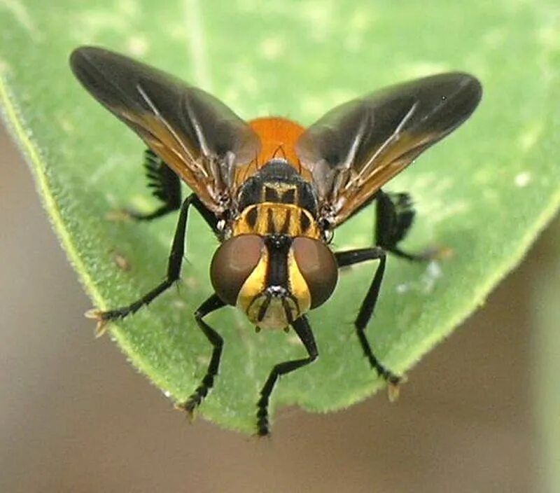 насекомое тахина 7 букв. ежемуха свирепая. мухи-тахины (ежемухи). тахины личинки. муха тахина.