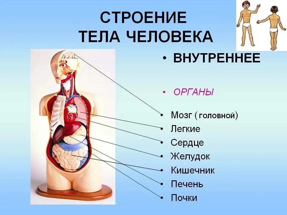 Органы человека расположение с названиями. Строение тела человека внутренние органы. Схема тела человека анатомия. Строение внутри человека органы. Строение туловища человека анатомия органы.