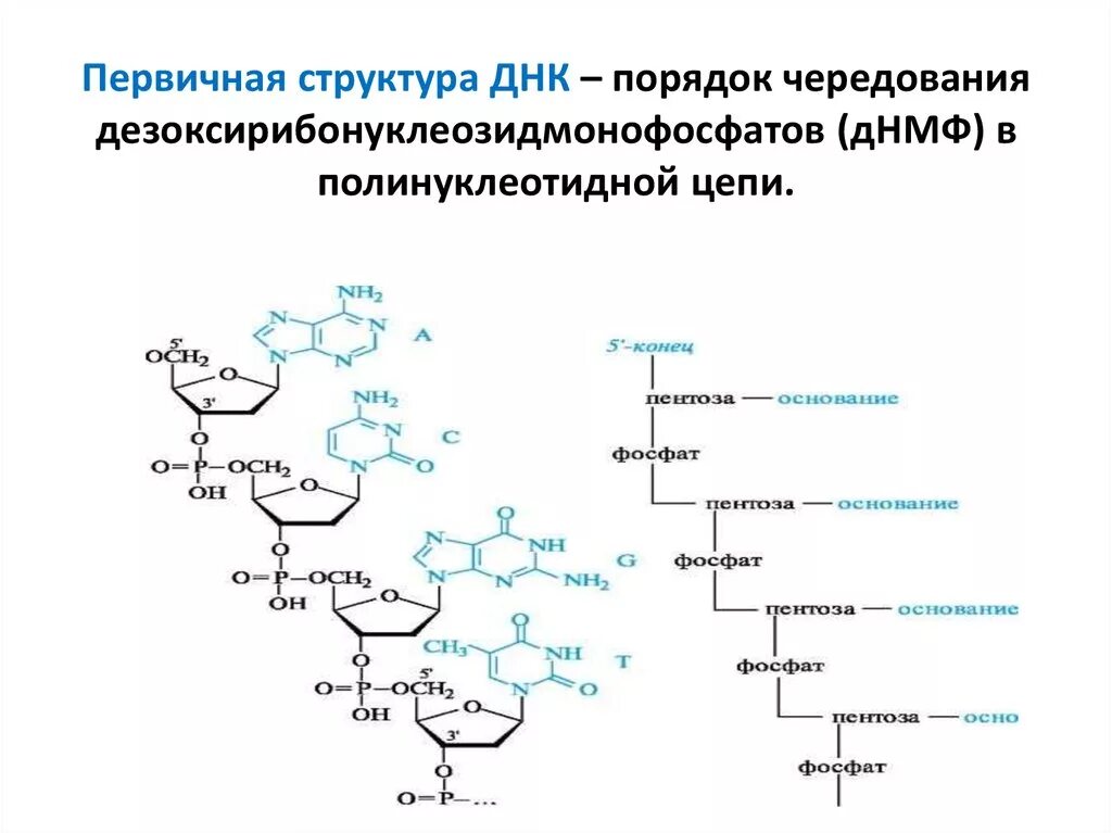 Строение первичной структуры ДНК. Первичная структура ДНК формула. Первичная структура РНК формула. Первичная структура ДНК формула биохимия.