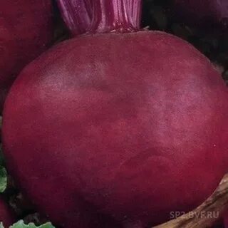 Самая темная свекла сорт