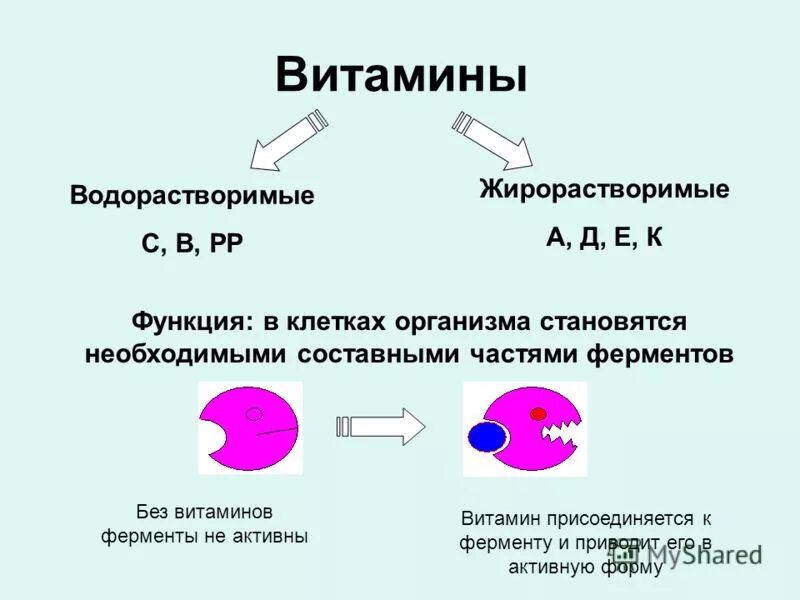 Составные части фермента