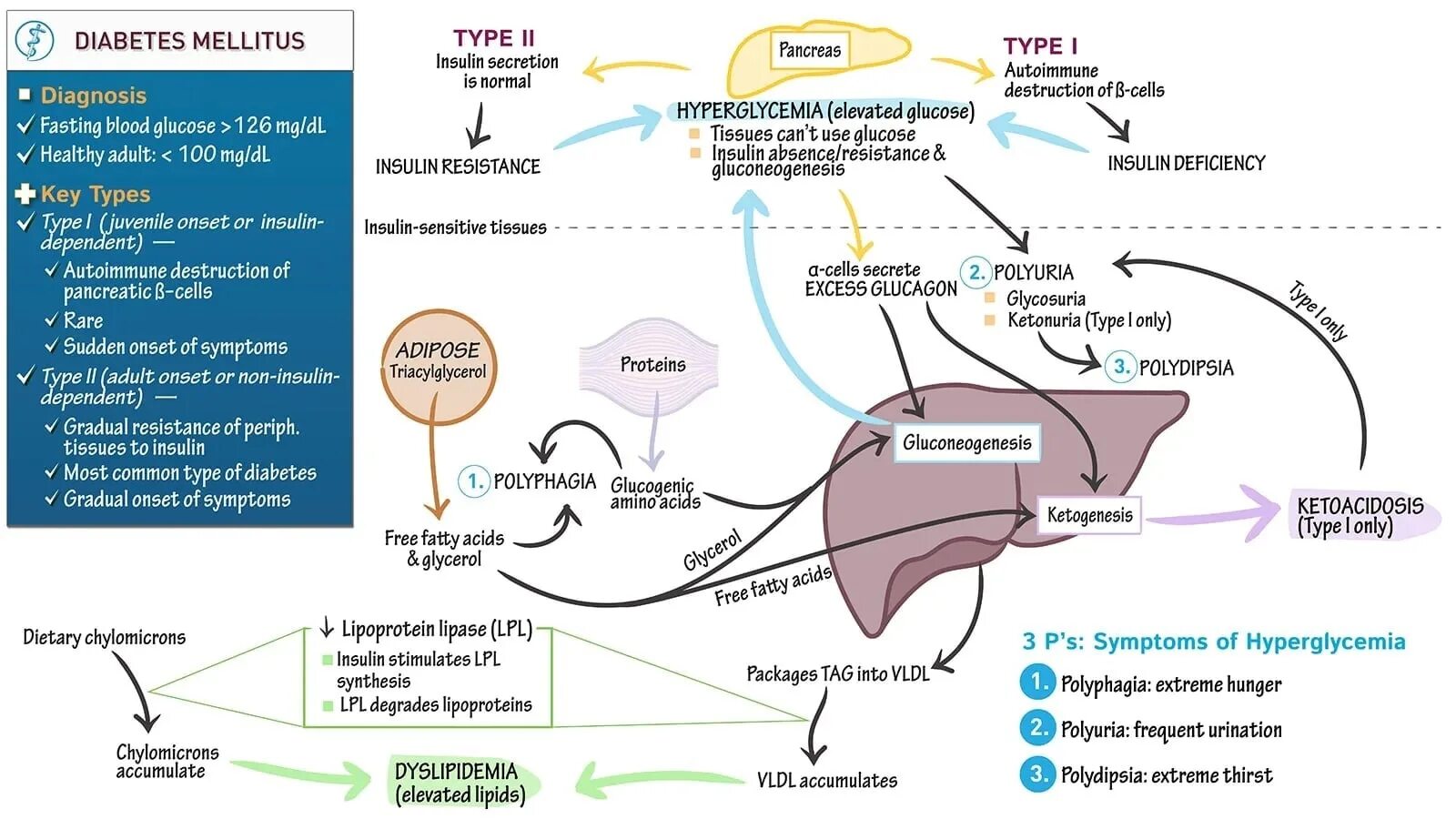 Biochemistry of Diabetes mellitus. Сахарный диабет схема. Diabetes mellitus. Endocrine System Biochemistry. Scheming users