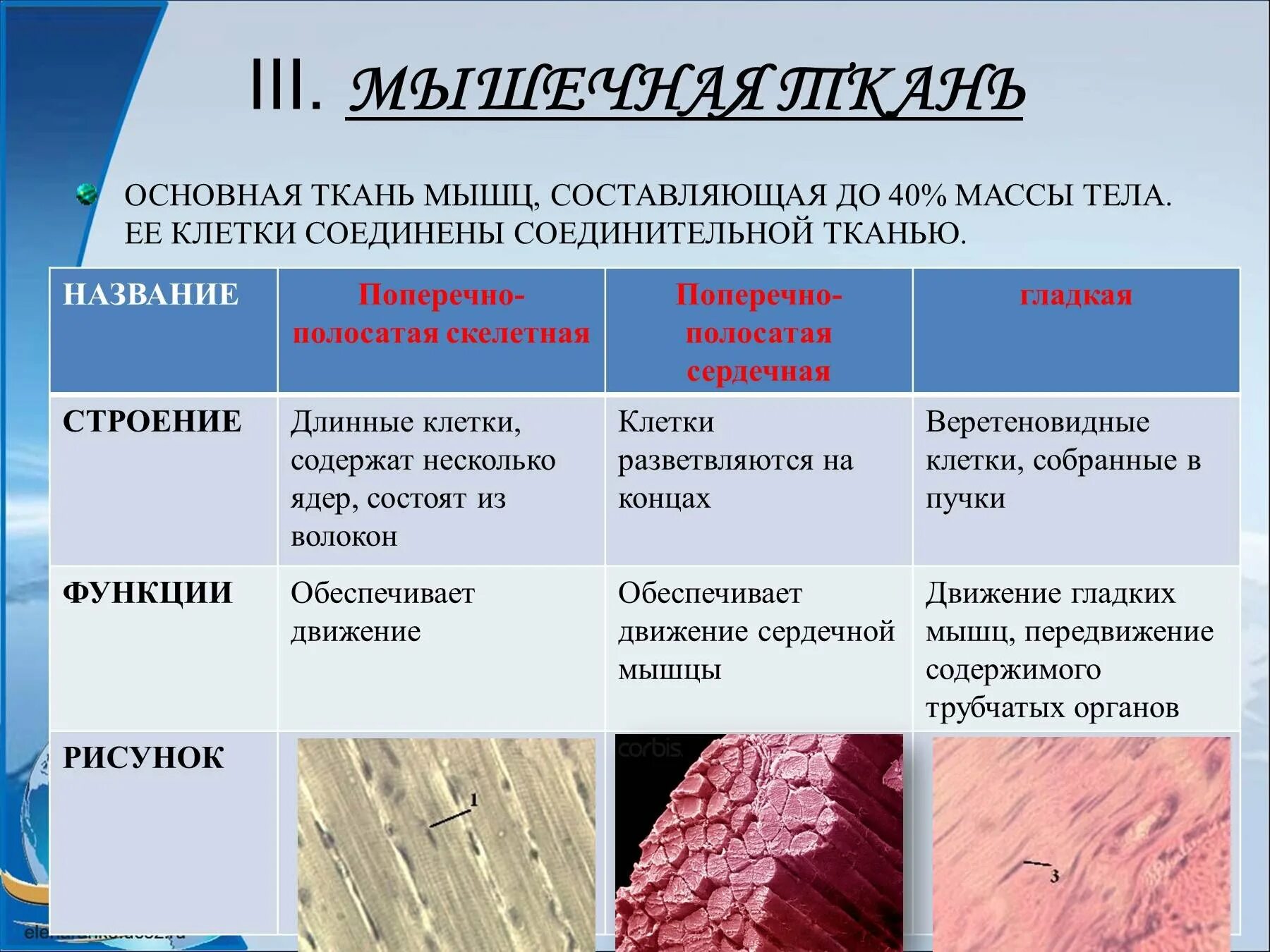 Мышечные ткани какие