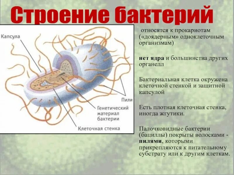 Клетки прокариот не имеют ядра