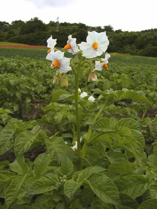 Картофель паслен клубненосный впр. Паслен клубненосный. картофель solanum tuberosum. паслен клубненосный, или картофель - solanum tuberosum. картофель клубненосный соцветие.