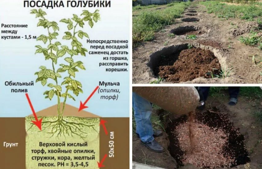 Почему надо сажать. Корневая система голубики садовой. Схема посадки голубики садовой. Схема посадки голубики высокорослой. Размер ямы для посадки голубики.