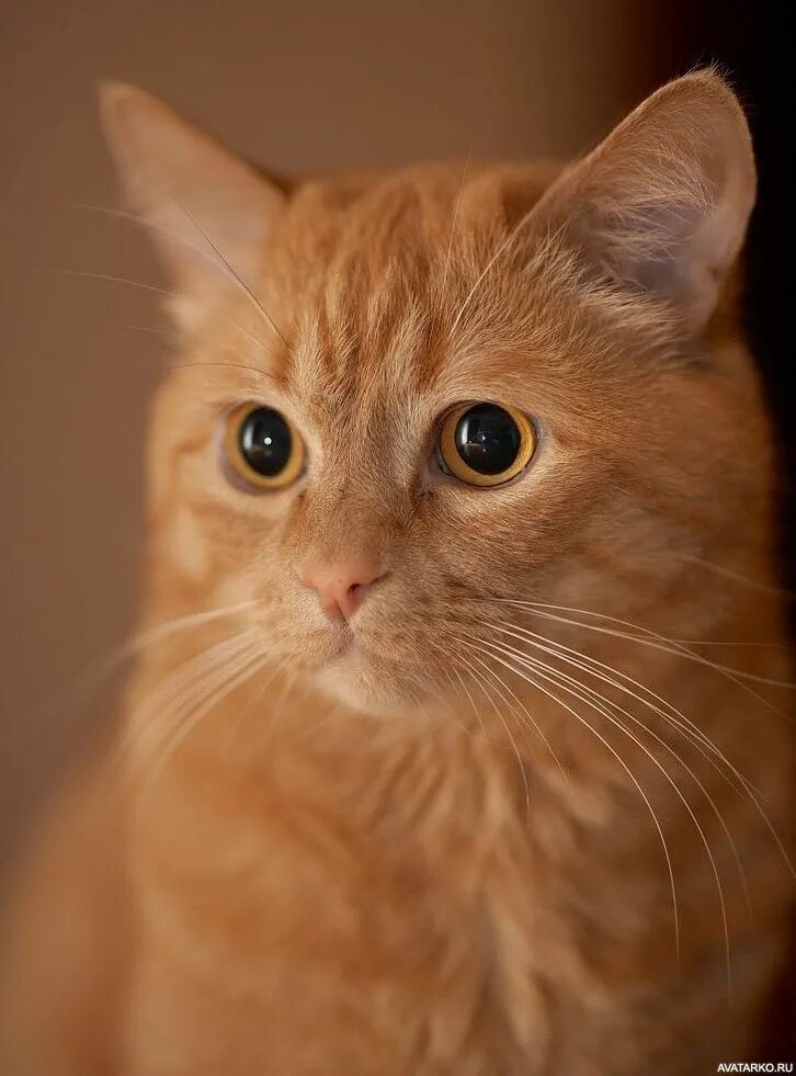 Что такое рыжий кот. Рыжая кошка. рыжий котик. рыжая кошечка. кошки фото.