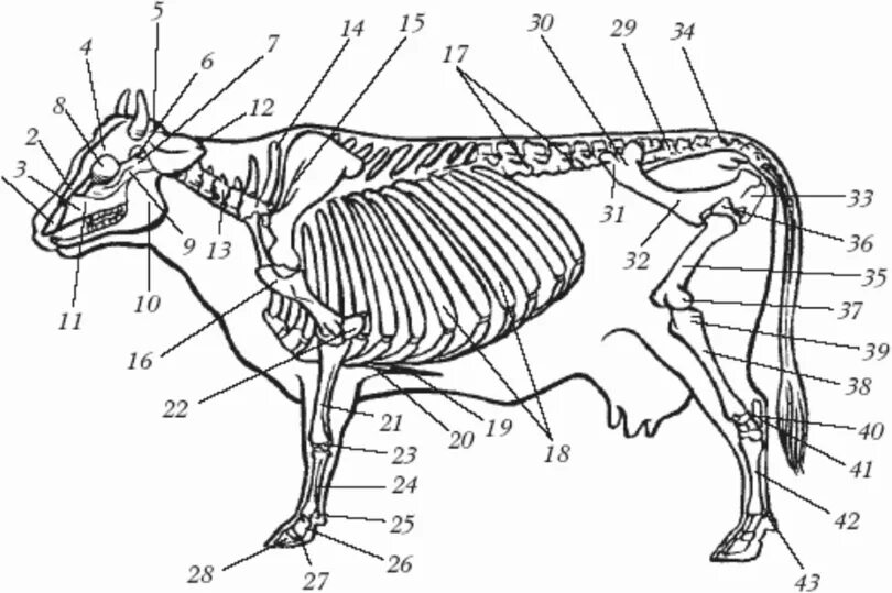 Скелет суставы КРС. Строение КРС костяк. Строение скелета анатомии КРС. Кости осевого скелета КРС. Анатомические особенности животных