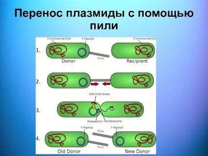 Генетические элементы плазмиды