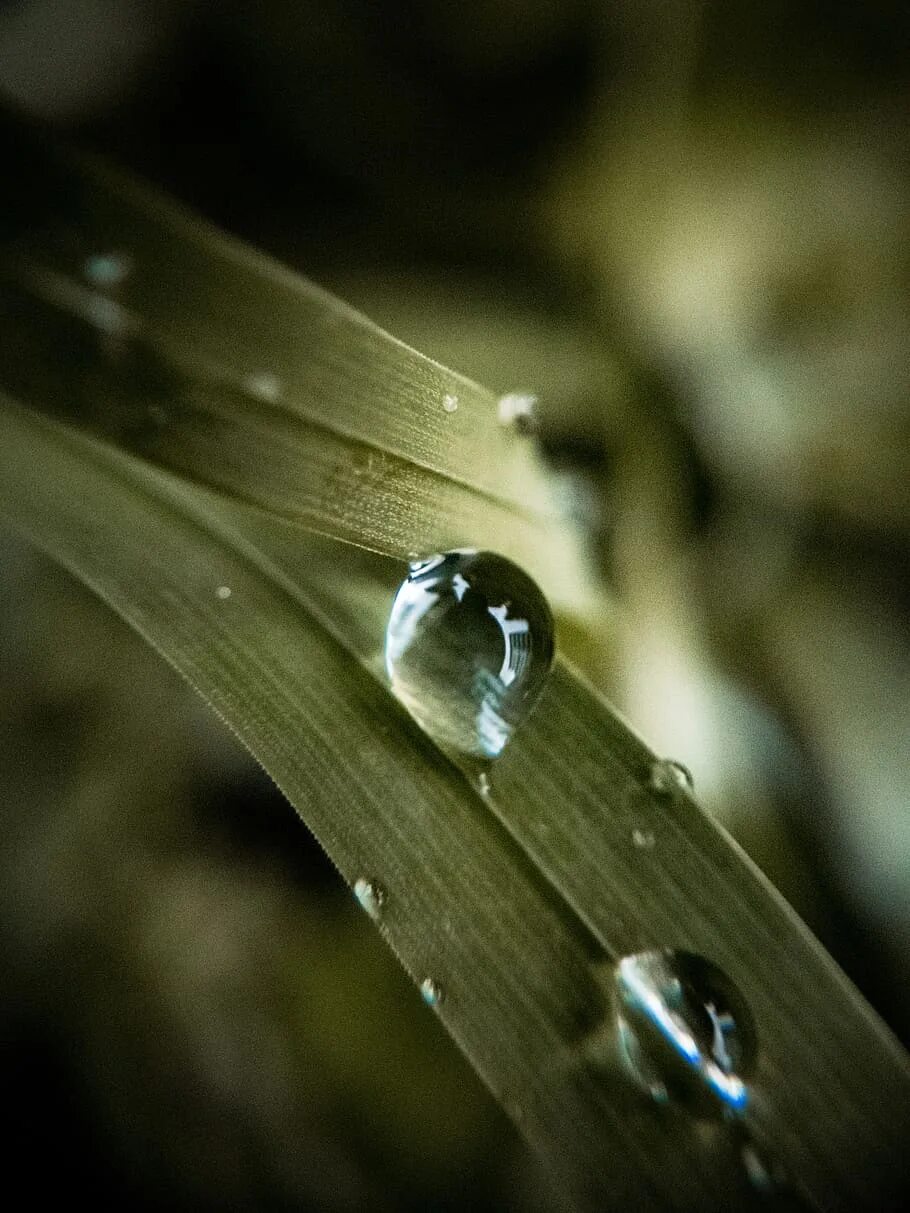 Капля падает с листа. Макросъемка воды. Макросъемка природа. Макросъемка капли. Капля воды на листе.