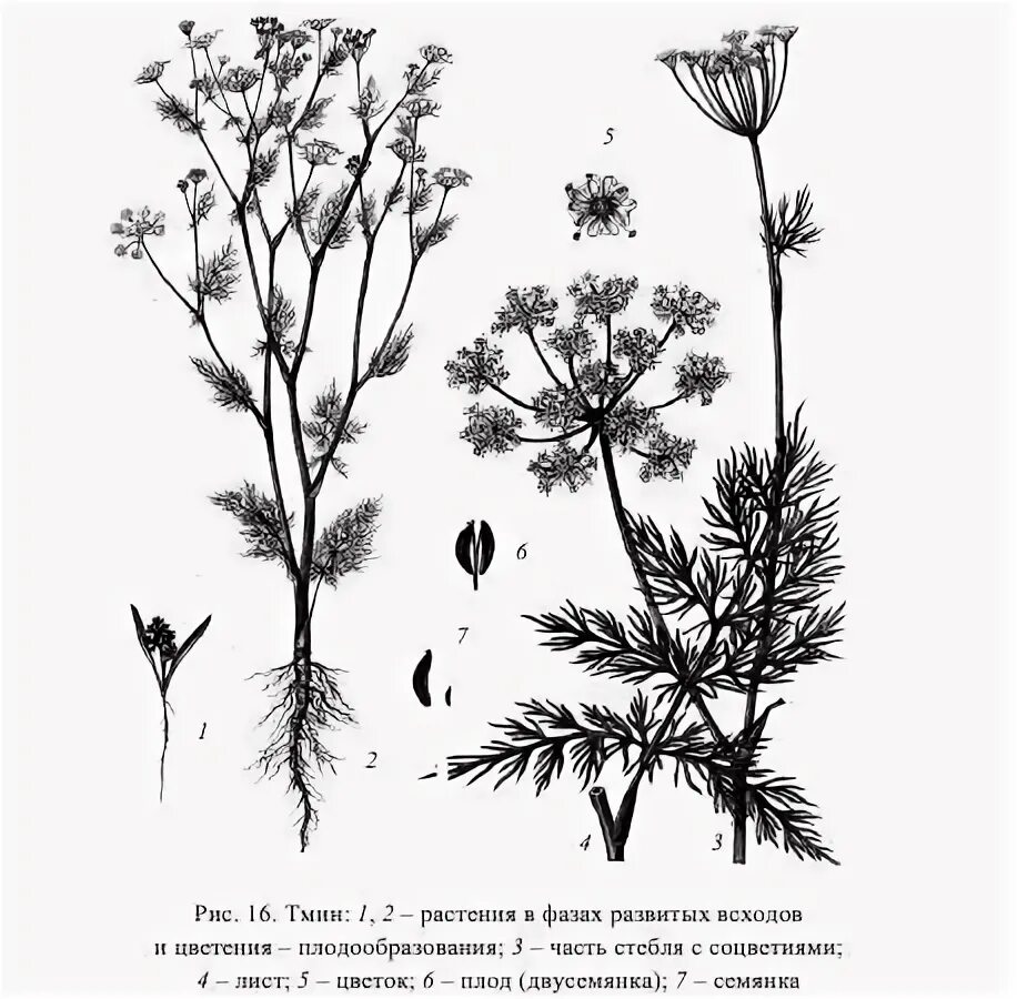 строение плода тмина. к какой группе относится тмин. дикорастущие лекарственные растения. тмина обыкновенный фармакопея. тмин обыкновенный гф.