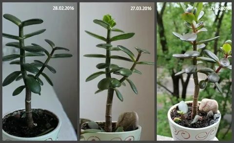 Как прищипывать денежное дерево