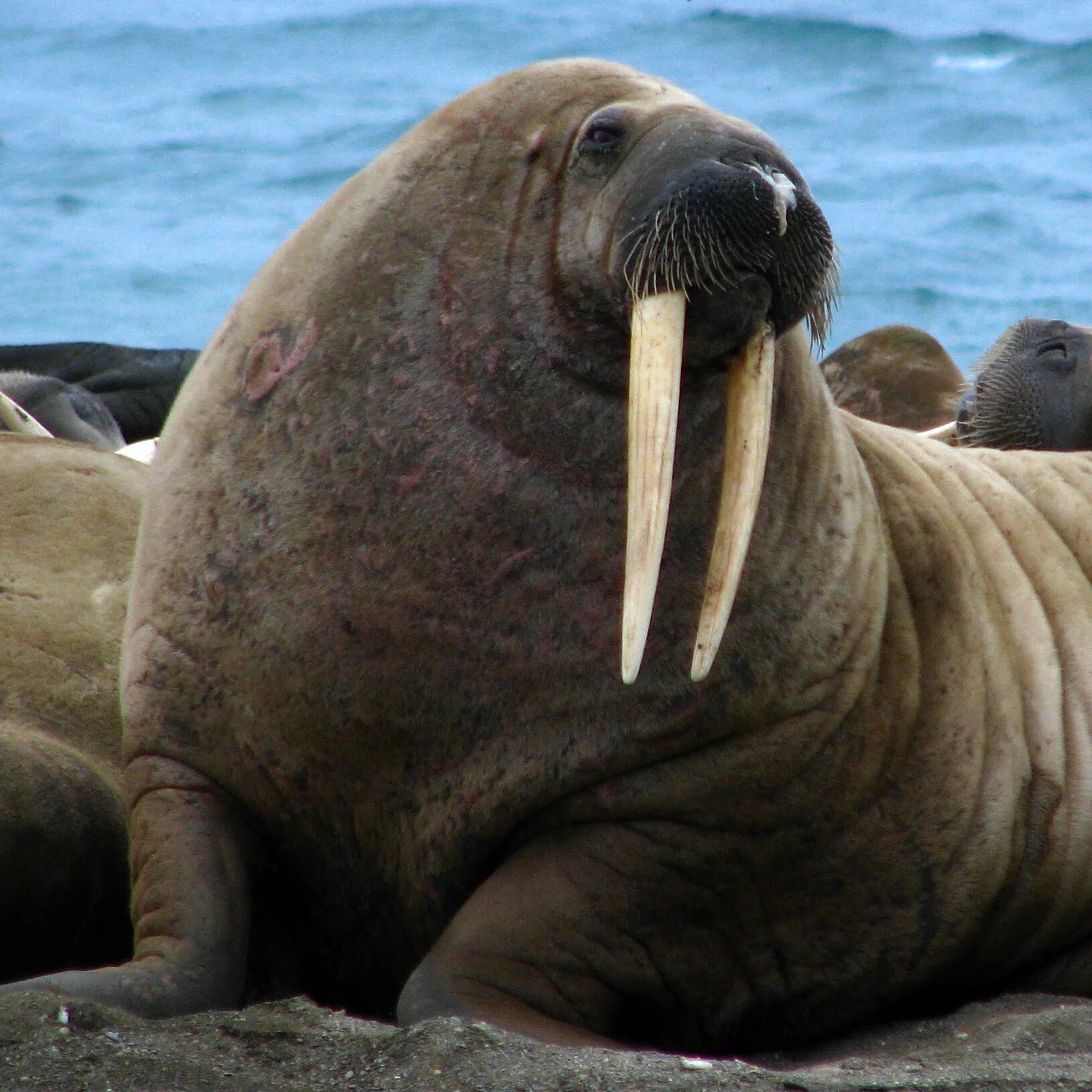 Atlantic Walrus. Атлантический морж. Морж фото. Морж в океане. Моржи в тундре