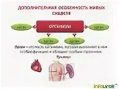 Инфоурок биология 8 класс