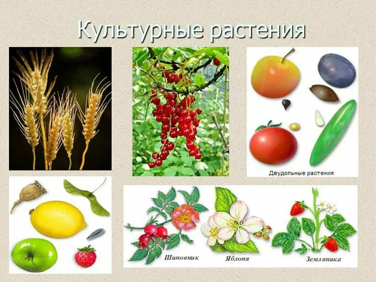 2 примера культурных растений. Культурные растения. Дикорастущие и культурные растения. Разнообразные культурных растений. Культурные растения картинки.