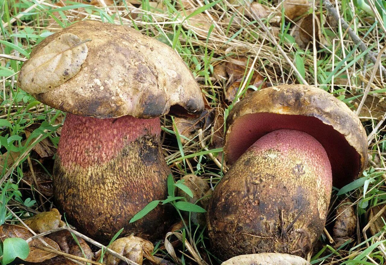 Гриб Боровик и сатанинский гриб. Боровик девичий (Boletus appendiculatus). Боровик прекрасный Boletus pulcherrimus. Сатанинский гриб и Боровик. Боровик растет