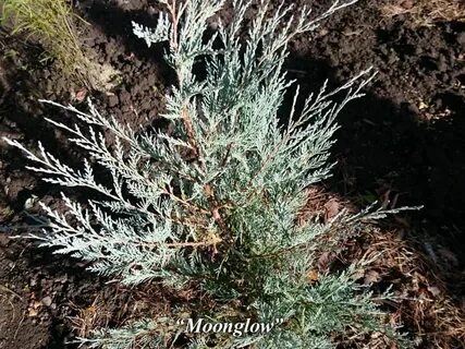 Можжевельник манглоу