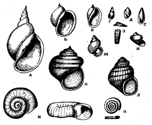 Ракушка форма женского органа. Раковина брюхоногих распил. Строение раковины прудовика. Внешнее строение раковины виноградной улитки. Моллюск Виноградная улитка прудовик.