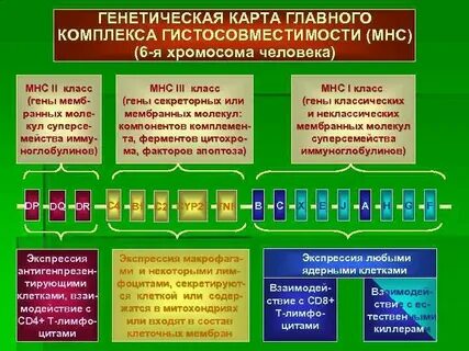 Основные комплексы человека