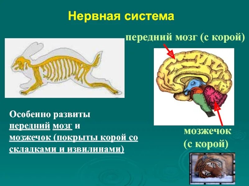 Нервная система млекопитающих 8 класс. Нервная система млекопитающих. Нервная система сумчатых млекопитающих. Нервная система млекопитающих 7 класс. Нервная система млекопитающих мозг.