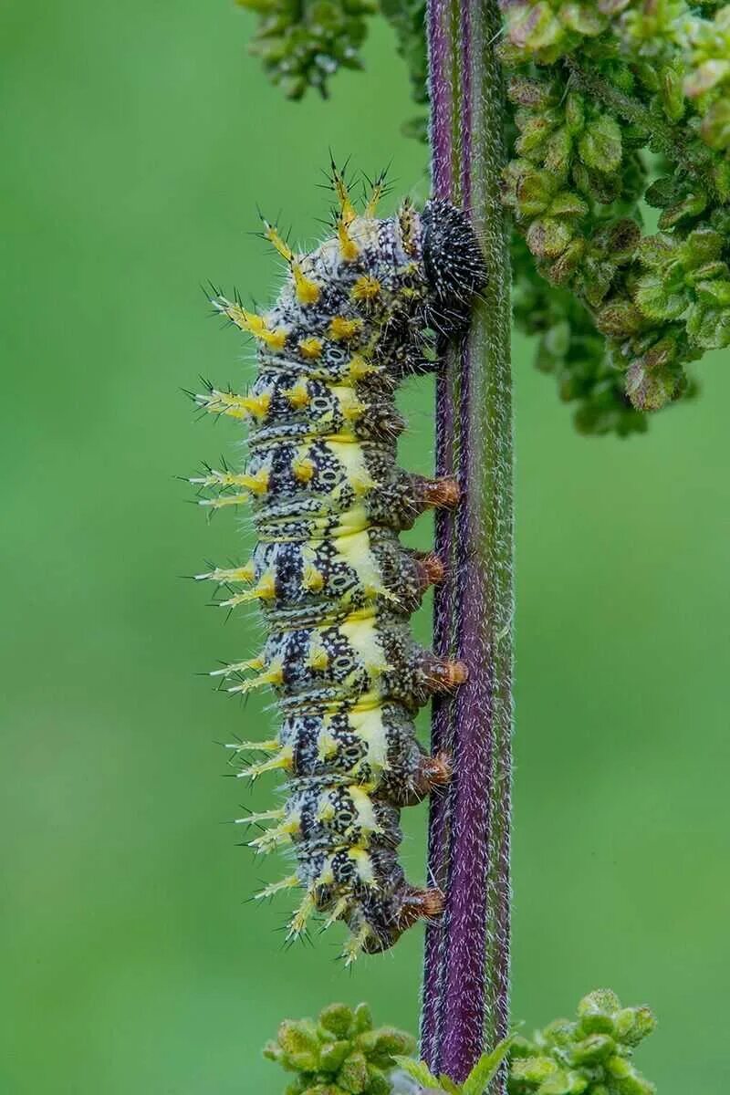 Гусеница можно. Гусеница бабочки адмирал. vanessa atalanta гусеница. gnophria rubricollis гусеница. личинка бабочки адмирал.