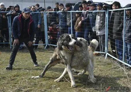Алабай бой