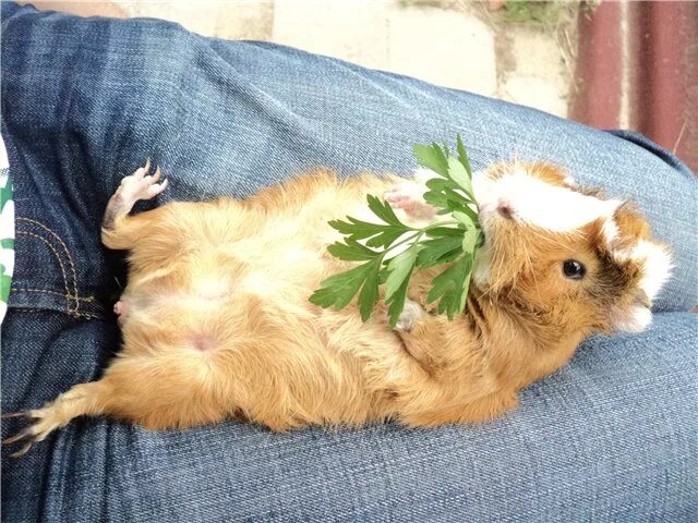 Guinea pig zone Cute guinea pigs, Pet guinea pigs, Guinea pigs