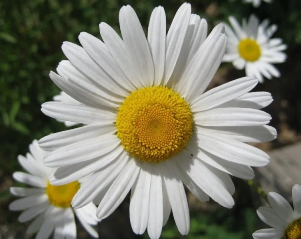 символ праздника петра и февронии ромашка. цветок символ семьи. ромашки. ромашка цветы. цветы сердце.