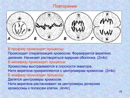 Сколько хромосом в профазе