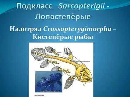 Приспособления костных рыб