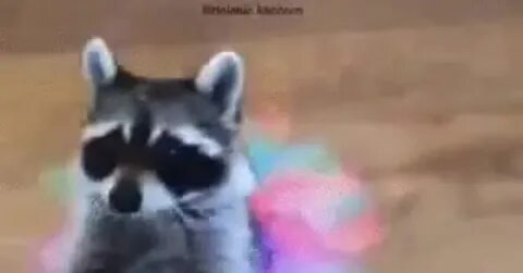 Енот танцует гифка