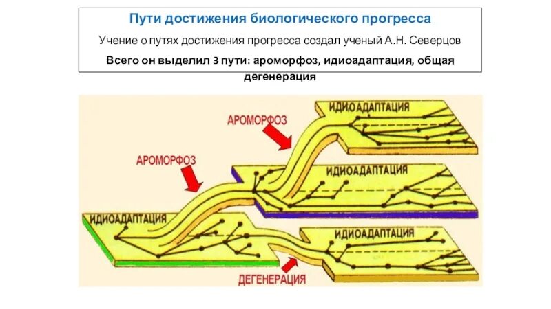 Северцов биологический прогресс. Таблица пути эволюции ароморфоз идиоадаптация дегенерация. Северцов пути достижения биологического прогресса. Пути биологического прогресса ароморфоз. Биологический Прогресс ароморфоз идиоадаптация.