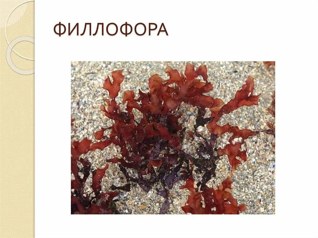 Филлофора это какая водоросль. Филлофора водоросль. ламинария филлофора ундариястроение. филлофора одноклеточная или многоклеточная водоросль. какого цвета филлофора.
