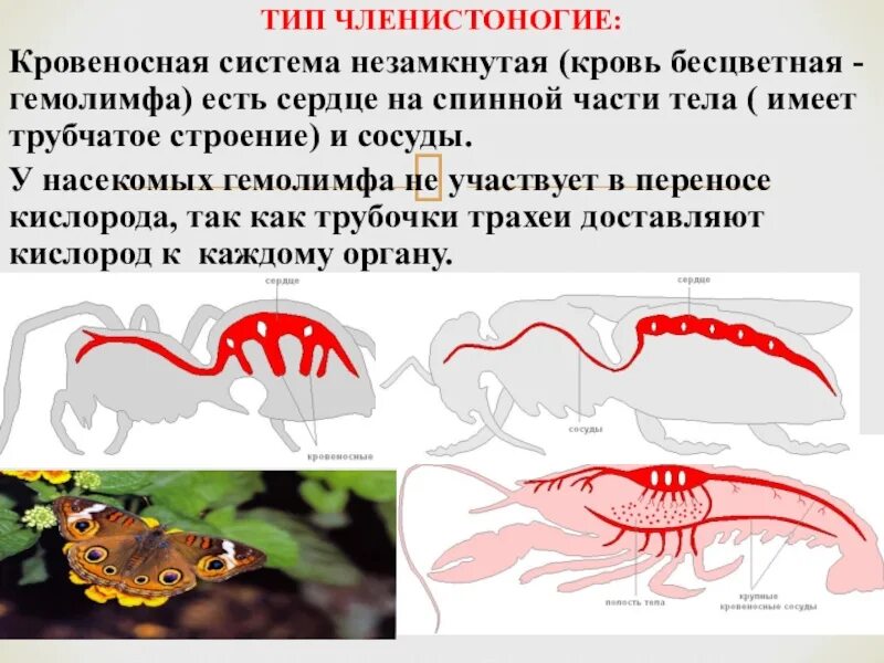 Незамкнутая кровеносная система у членистоногих. Строение кровеносной системы Членистоногие. Кров система членистоногих. Насекомые кровеносная система гемолимфа.