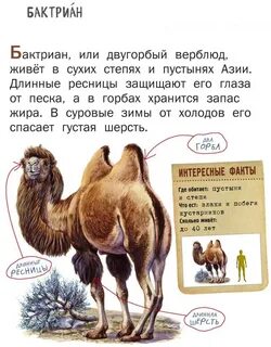 Верблюд схема 1 класс