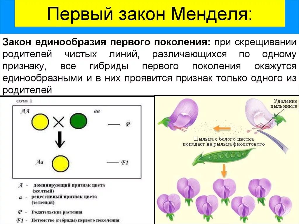 Первый закон Менделя закон единообразия гибридов первого поколения. Закон единообразия 1 закон Менделя. Первый закон Менделя кратко горох. Генетическая запись 1 закона Менделя. В каких случаях при скрещивании чистых линий