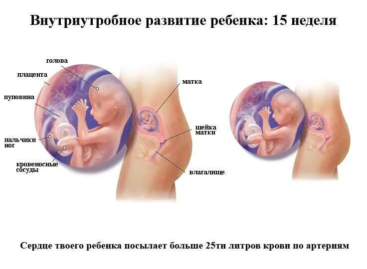 15 недель развитие. Ребенок 15 недель беременности размер плода. 15 Недель беременности размер плода. 15 Недель беременности какого размера малыш. Расположение малыша на 15 неделе беременности.
