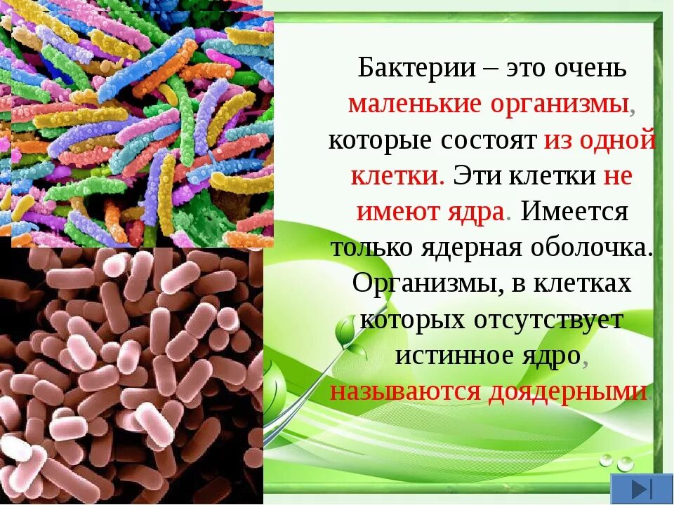 Тест многообразие и значение бактерий и вирусов. Царство бактерий 5 класс биология. Царствабактеоий проект3 класс. Биология 5 класс Пасечник проект бактерии. Бактерии доклад 5 класс биология.