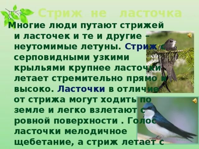 Сходство ласточек и Стрижей. Отличие ласточек от Стрижей 2 класс окружающий мир. Отличие ласточки от стрижа. Ласточки и Стрижи сходства и различия.