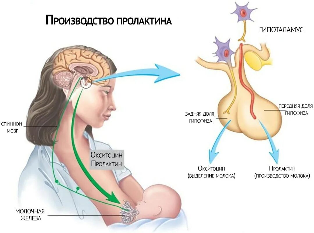 Формирует связь с организмом матери